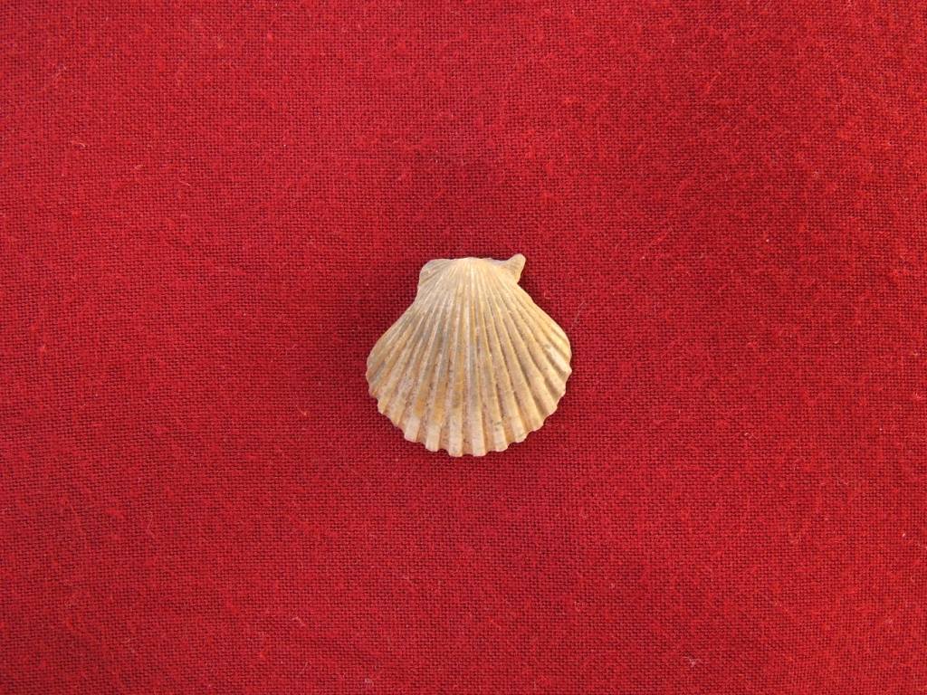 Pecten...?